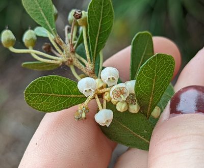 Lyonia fruticosa, photographed by natalie