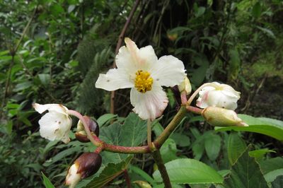 Begonia acerifolia, photographed by Manuel Roncal