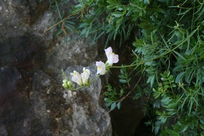Antirrhinum tortuosum, photographed by Oleg Kosterin
