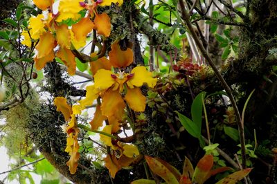 Cyrtochilum macranthum, photographed by Manuel Roncal