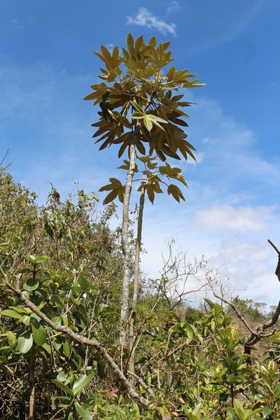 Oreopanax eriocephalus, photographed by Manuel Roncal