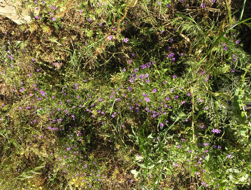 Campanula broussonetiana, photographed by Oleg Kosterin