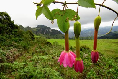 Passiflora cumbalensis, photographed by Manuel Roncal