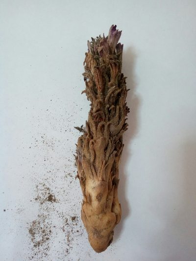 Orobanche chilensis, photographed by Guillermo Debandi