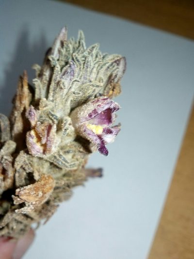 Orobanche chilensis, photographed by Guillermo Debandi