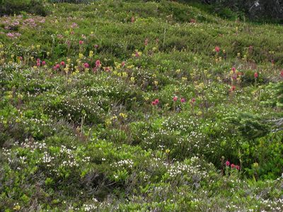 Pedicularis rainierensis, photographed by John Brew
