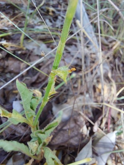 Oxygonum sinuatum, photographed by Manuel R Popp