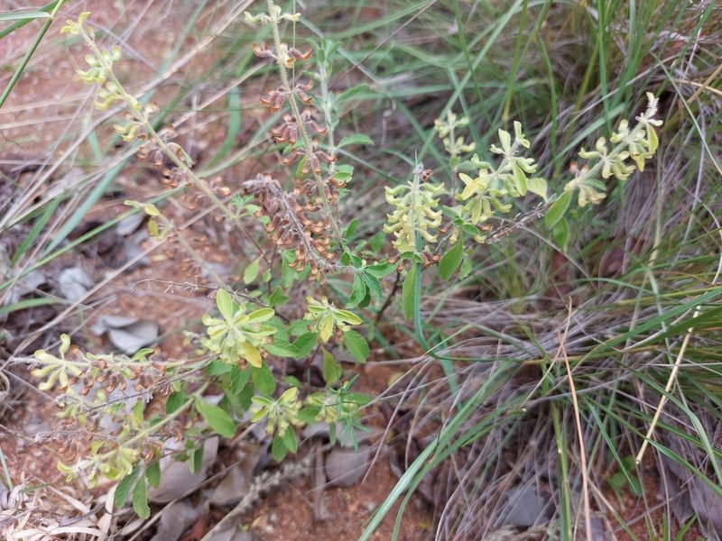 Endostemon tereticaulis, photographed by Manuel R Popp