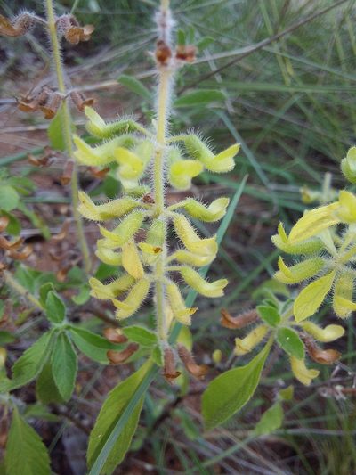 Endostemon tereticaulis, photographed by Manuel R Popp