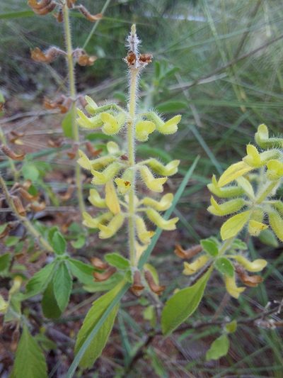 Endostemon tereticaulis, photographed by Manuel R Popp
