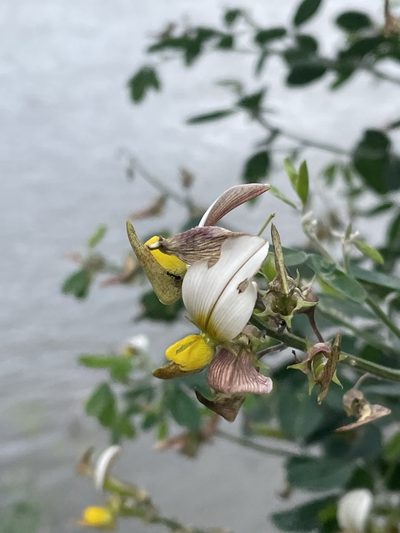 Crotalaria flavicarinata, photographed by Robert Taylor