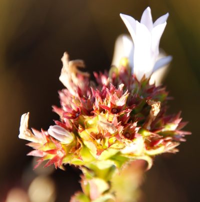 Roella amplexicaulis, photographed by Tony Rebelo