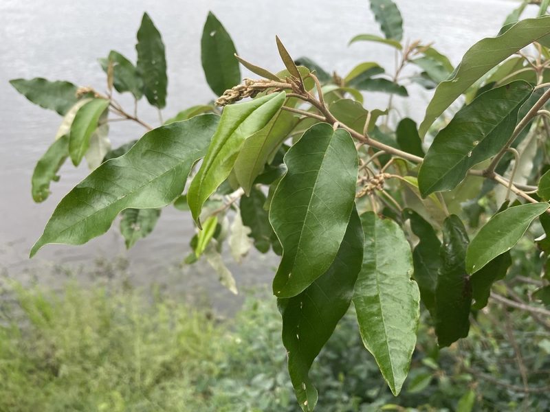 Croton gratissimus, photographed by Robert Taylor