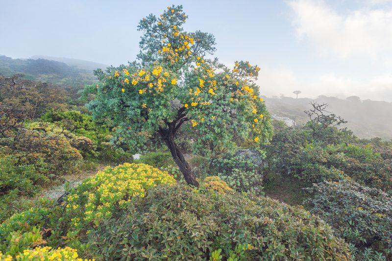 Hypericum balfourii, photographed by Morten Ross