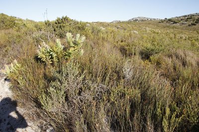 Willdenowia glomerata, photographed by Tony Rebelo