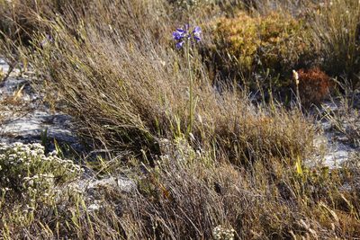 Agapanthus africanus, photographed by Tony Rebelo
