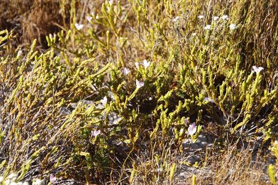 Lachnaea grandiflora, photographed by Tony Rebelo