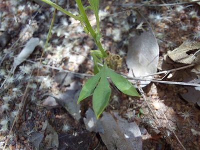 Basananthe pedata, photographed by Manuel R Popp