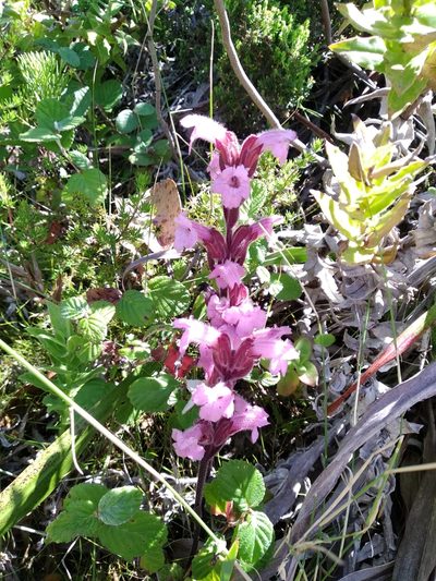 Harveya pauciflora, photographed by De Waal Hugo