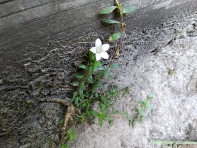 Prismatocarpus nitidus, photographed by De Waal Hugo