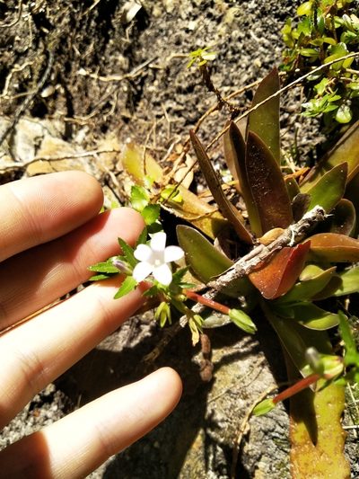 Prismatocarpus nitidus, photographed by De Waal Hugo