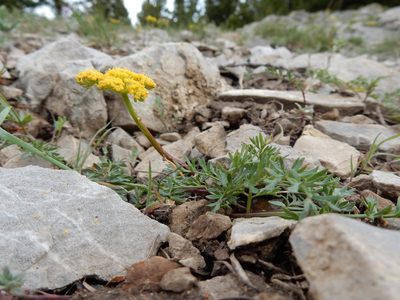 Lomatium cous, photographed by Matt Lavin