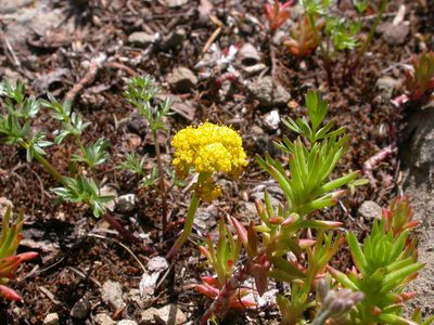 Lomatium cous, photographed by Matt Lavin