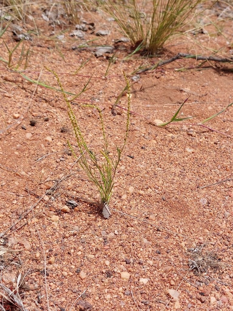 Lophiocarpus tenuissimus, photographed by Manuel R Popp