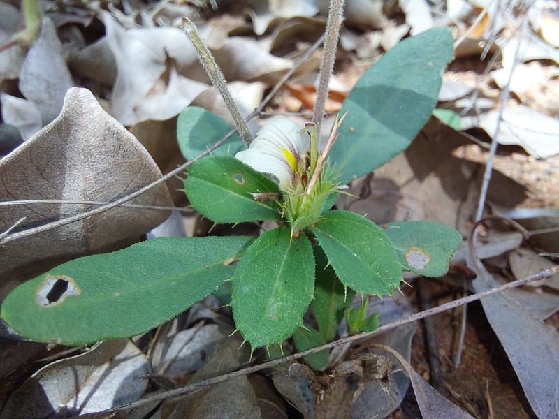 Blepharis maderaspatensis, photographed by Manuel R Popp