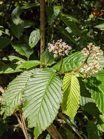 Begonia cooperi, photographed by Trevor Van Loon