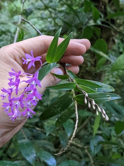 Epidendrum aberrans, photographed by Trevor Van Loon