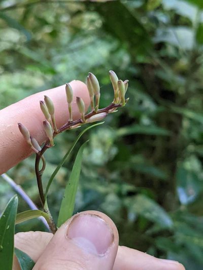 Epidendrum aberrans, photographed by Trevor Van Loon