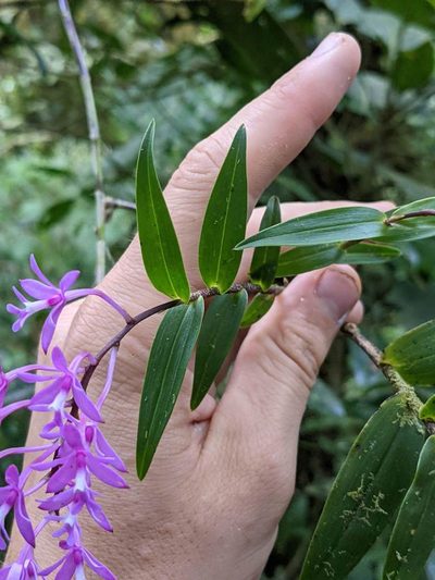 Epidendrum aberrans, photographed by Trevor Van Loon