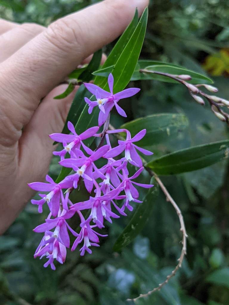 Epidendrum aberrans, photographed by Trevor Van Loon