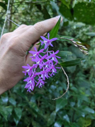 Epidendrum aberrans, photographed by Trevor Van Loon