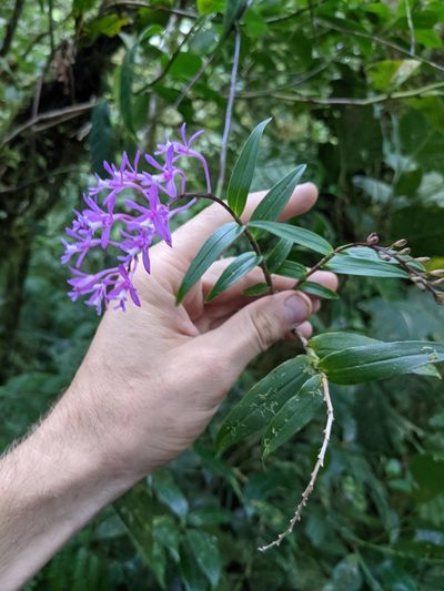 Epidendrum aberrans, photographed by Trevor Van Loon