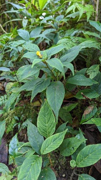 Burmeistera parviflora, photographed by Trevor Van Loon