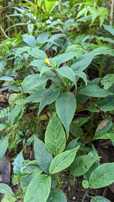 Burmeistera parviflora, photographed by Trevor Van Loon