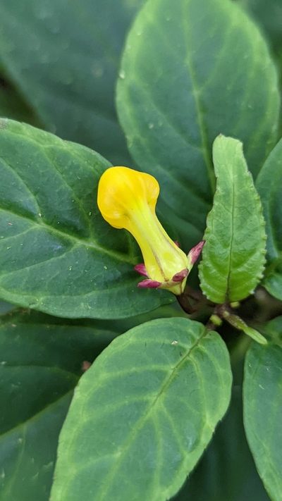 Burmeistera parviflora, photographed by Trevor Van Loon