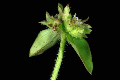 Edrastima uniflora, photographed by Douglas Goldman