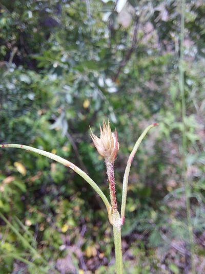 Kyphocarpa angustifolia, photographed by Manuel R Popp