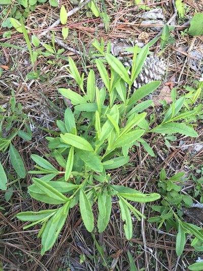 Hypericum densiflorum, photographed by Alan Weakley