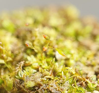 Fissidens exilis, photographed by Jonathan Hughes