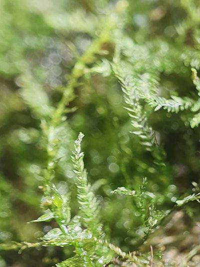 Rhynchostegiella teneriffae, photographed by Jonathan Hughes