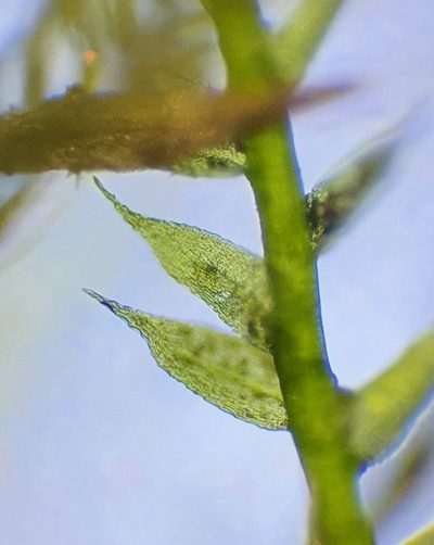 Rhynchostegiella teneriffae, photographed by Jonathan Hughes