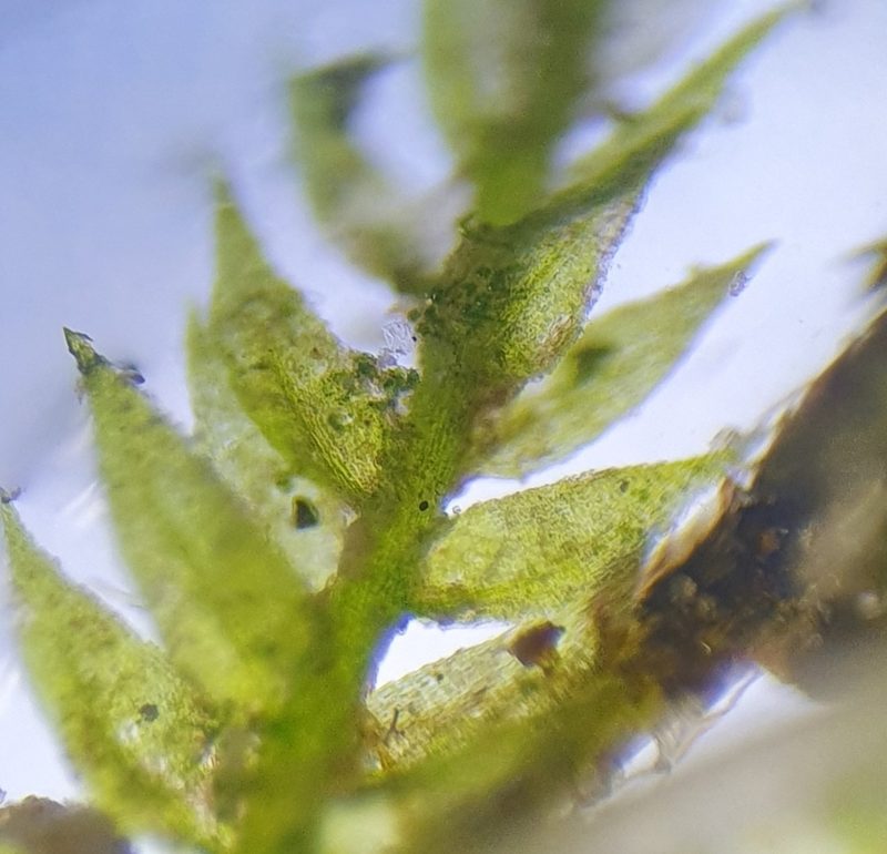 Rhynchostegiella teneriffae, photographed by Jonathan Hughes