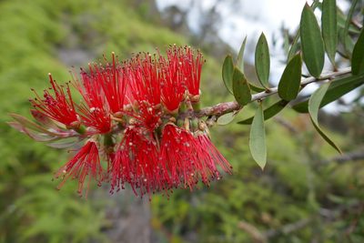 Melaleuca citrina, photographed by Gary Williams