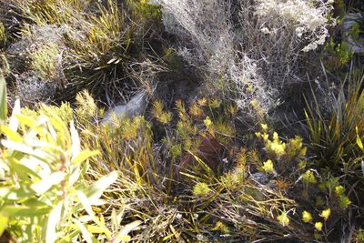 Searsia rosmarinifolia, photographed by Tony Rebelo