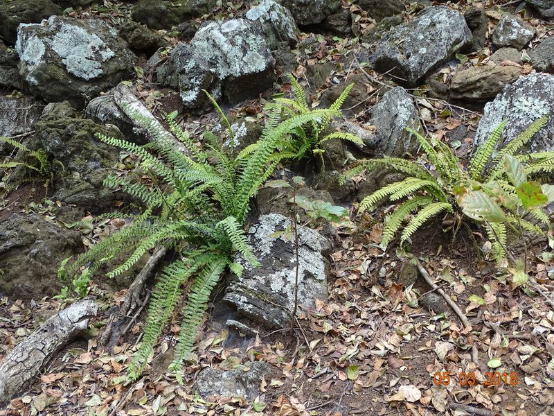 Asplenium sessilifolium, photographed by Ignacio March Mifsut