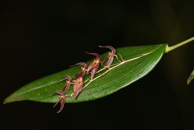 Pleurothallis rowleei, photographed by Trevor Van Loon